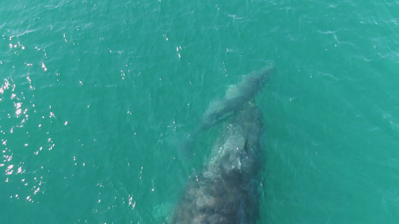 Aerial view at Punta Gorda Beach with the adult whale angled near the lower right and the smaller calf above it under clear turquoise water, with no visible people.
