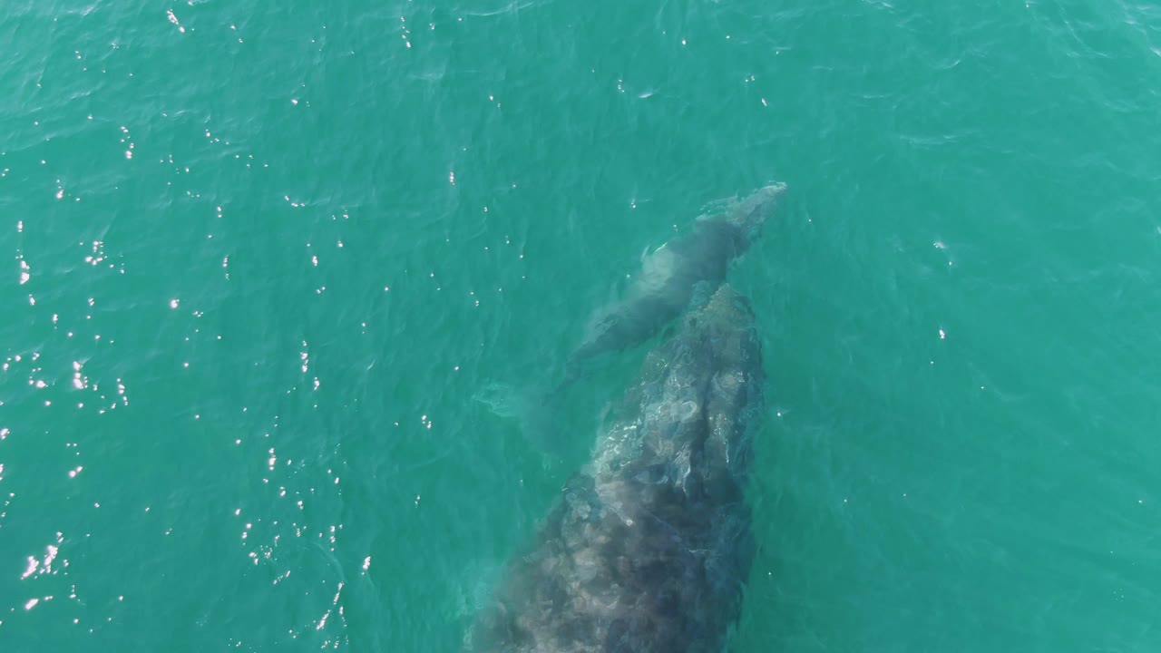 Adult whale and calf swimming below the ocean surface