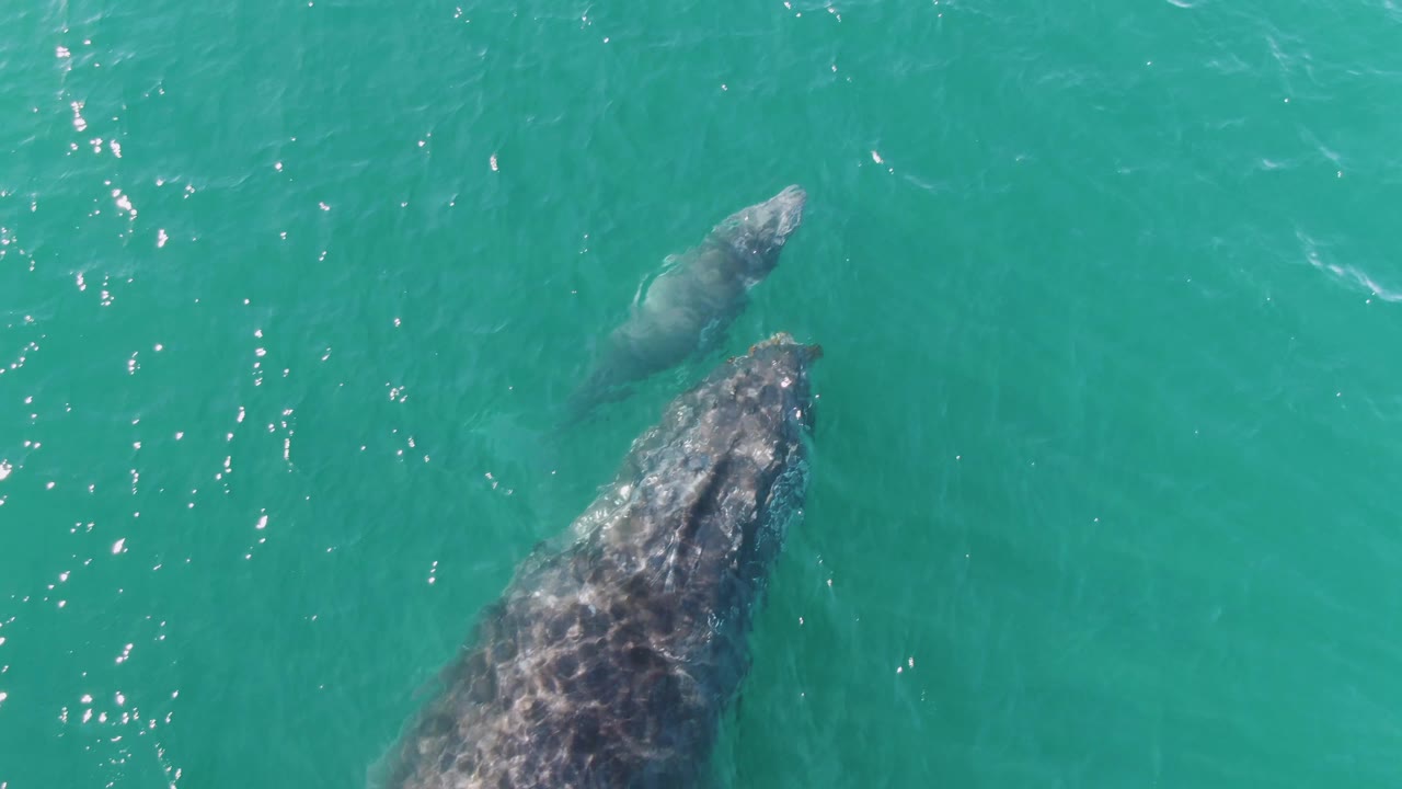 At Punta Gorda Beach in Baja California Sur, two whales appear near the surface in turquoise water, with the larger whale entering from the lower edge and no visible people.
