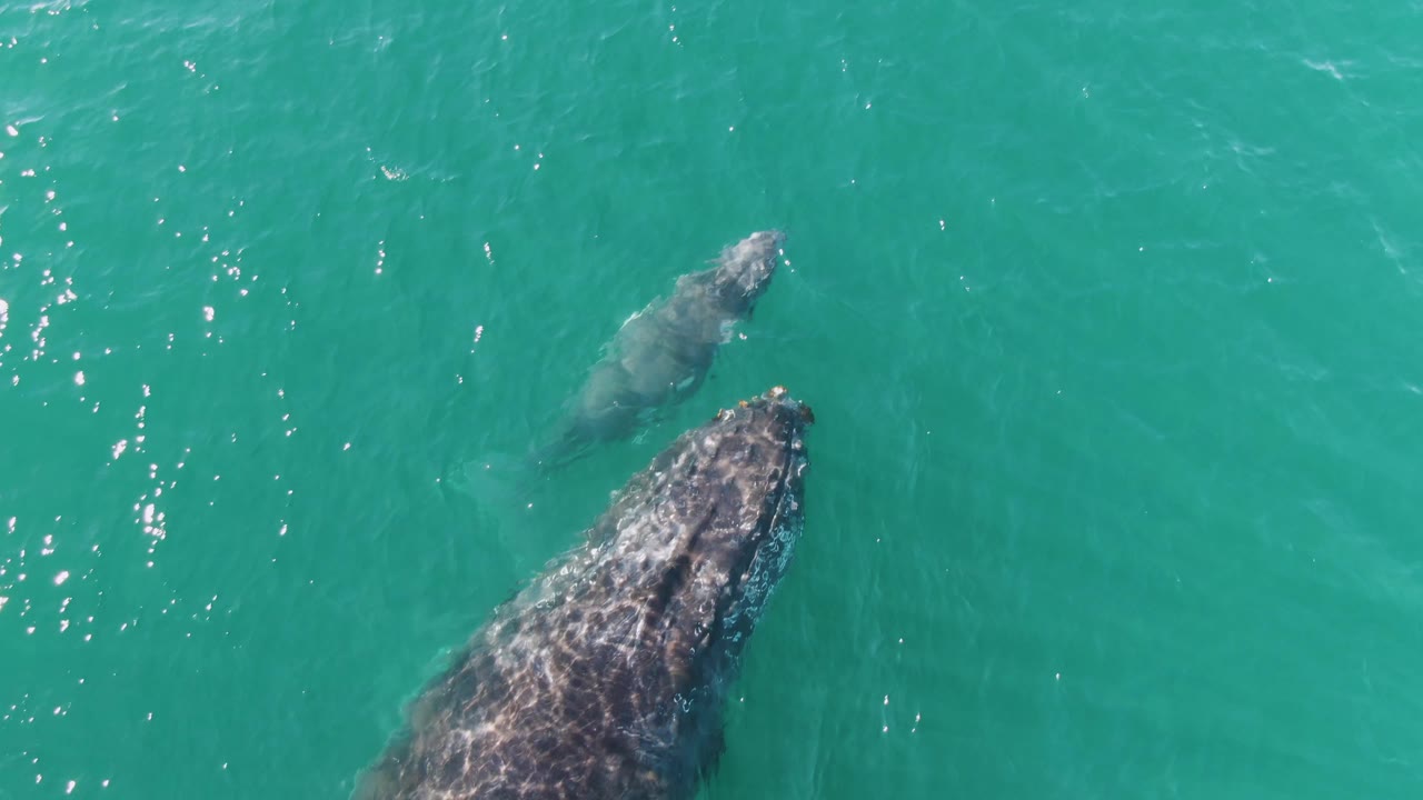 At Punta Gorda Beach in Baja California Sur, the larger whale sits lower in frame while the smaller whale remains partly submerged above it in open turquoise water, with no visible people.