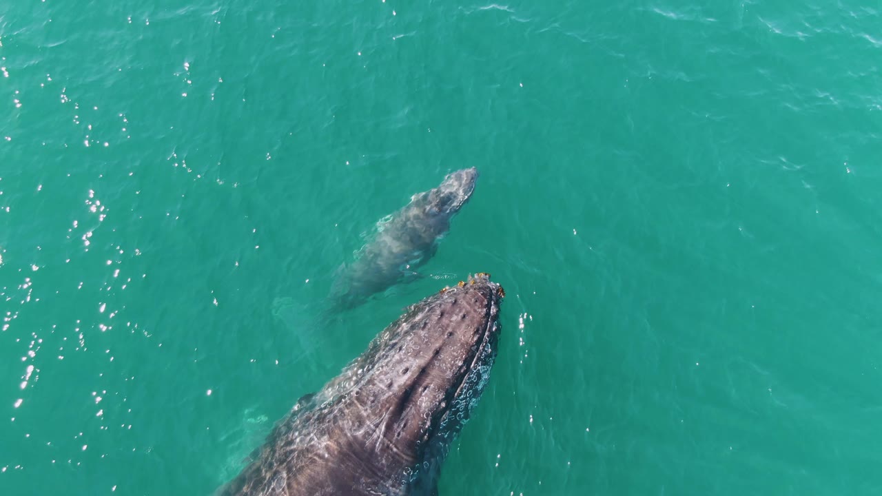 At Punta Gorda Beach in Baja California Sur, two whales align diagonally across the overhead frame, with the nearer whale's head close to the lower right and no visible people.