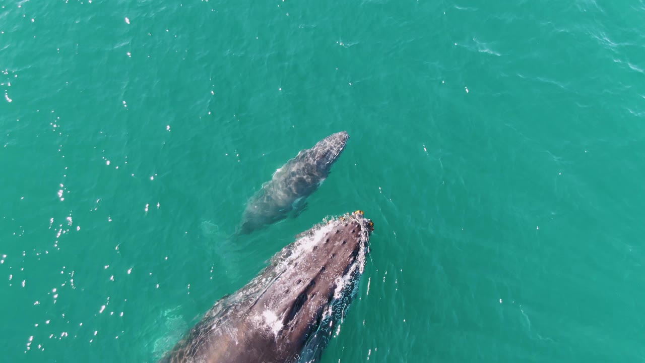 Smaller whale above a larger whale beginning to break the surface.