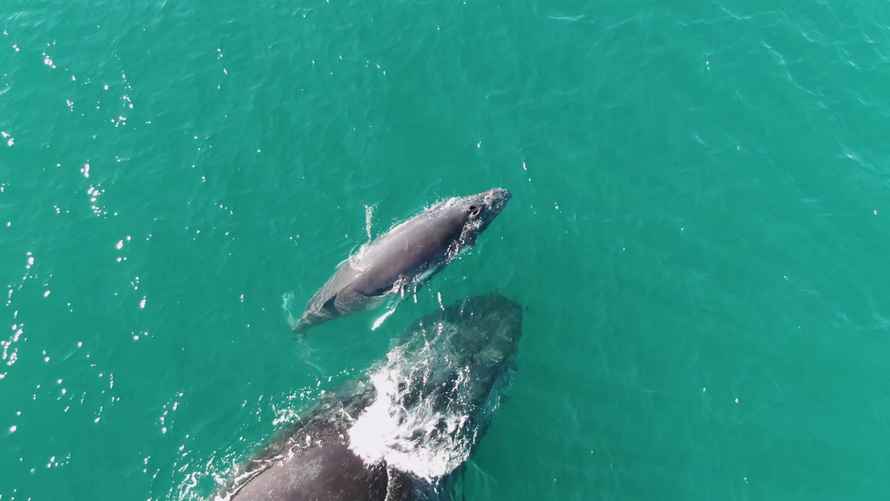 Two whales in turquoise water, one partly surfaced with splashes