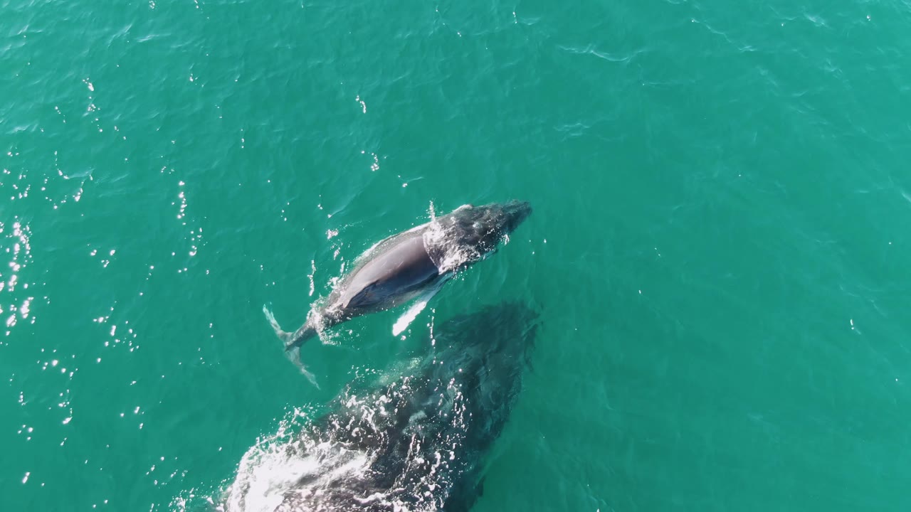 Overhead frame from Punta Gorda Beach, Baja California Sur, with the smaller whale near center and the larger whale just below the surface beneath it, bright highlights on the turquoise water, and no visible people.