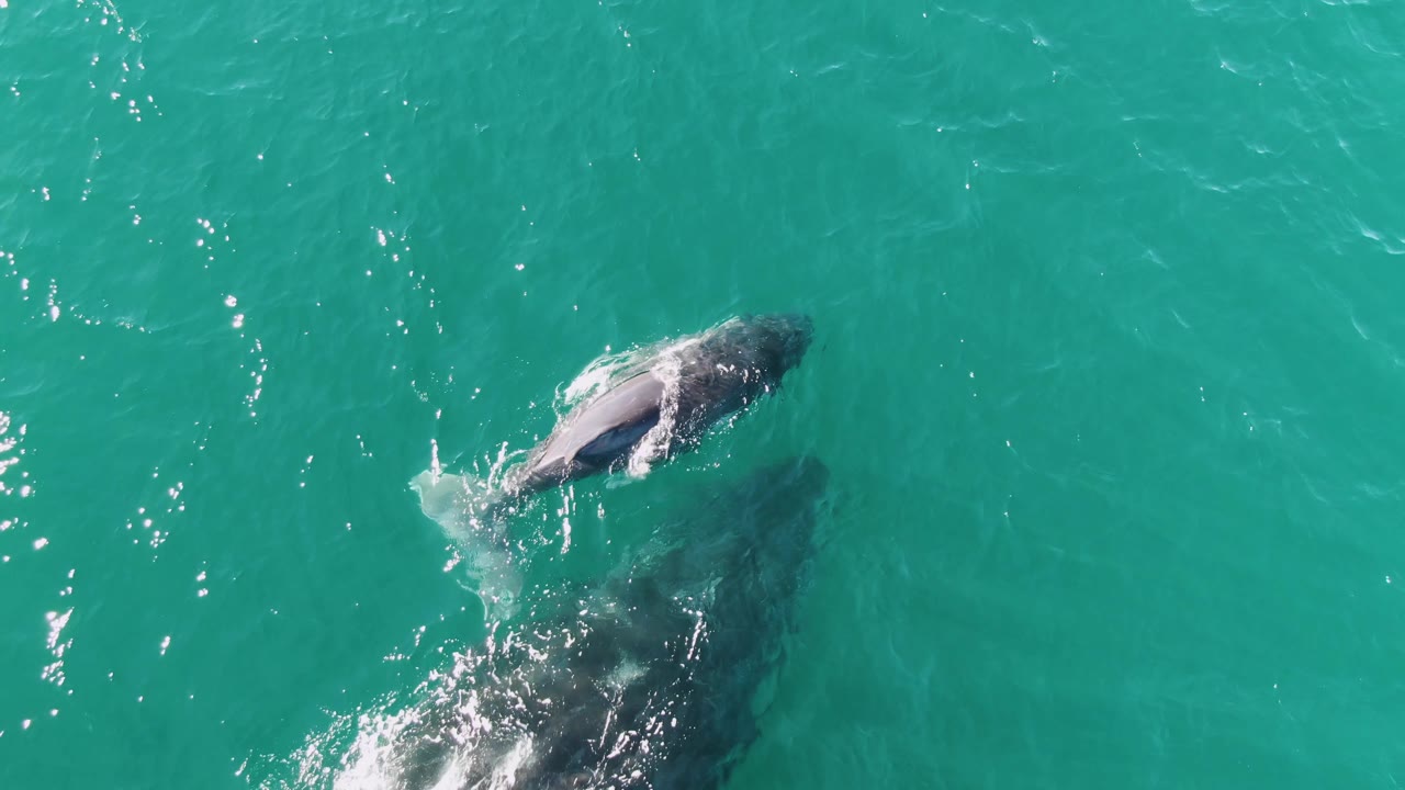 At Punta Gorda Beach, Baja California Sur, a smaller whale breaks the turquoise surface near the upper right while the larger whale remains mostly submerged below, with scattered white ripples and no visible people.