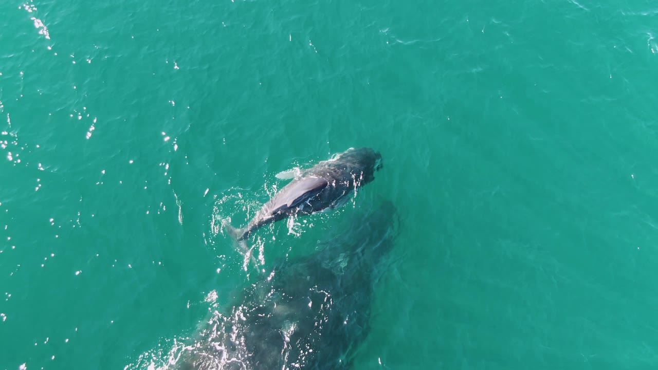Overhead Punta Gorda Beach frame showing the smaller whale near the upper left and the larger whale below it under turquoise water, with a bright foam patch along the larger whale and no visible people.