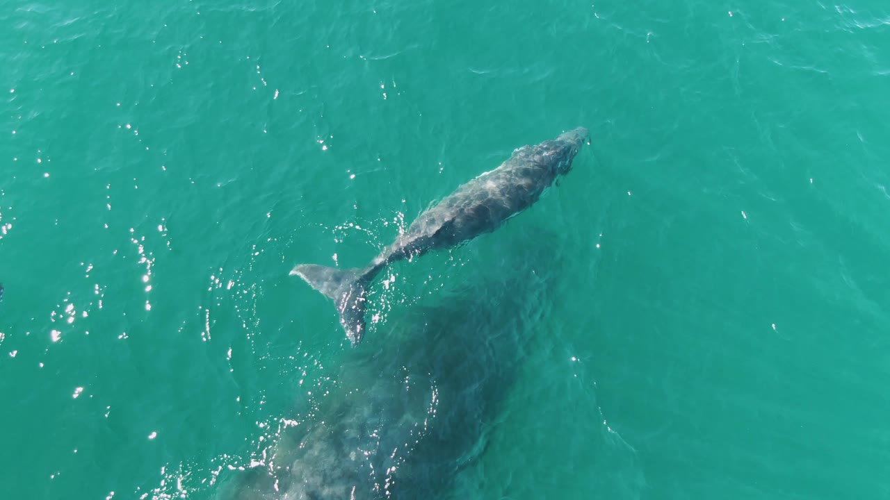Overhead view of a whale near the surface in turquoise water at Punta Gorda Beach, Baja California Sur, with a large darker underwater shadow and no visible people.