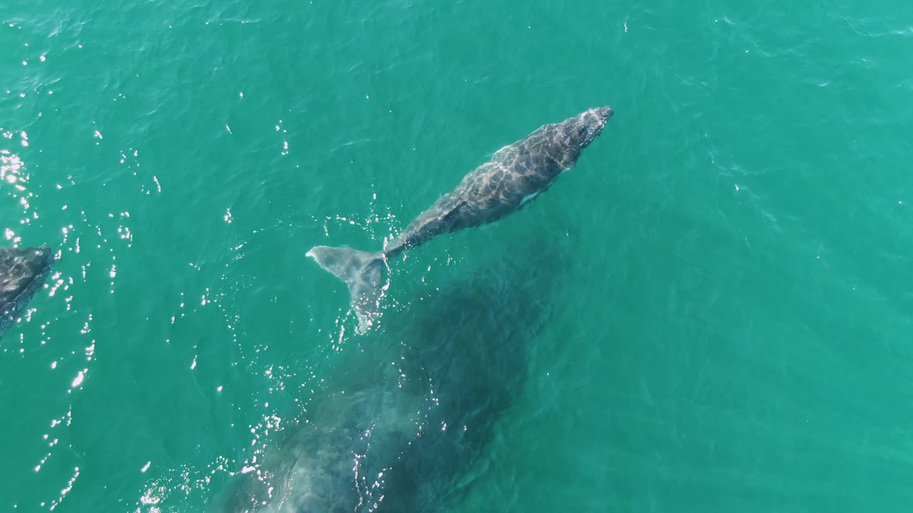 A whale glides farther across clear turquoise ocean water at Punta Gorda Beach, Baja California Sur, with its pale tail and mottled back visible and no visible people.