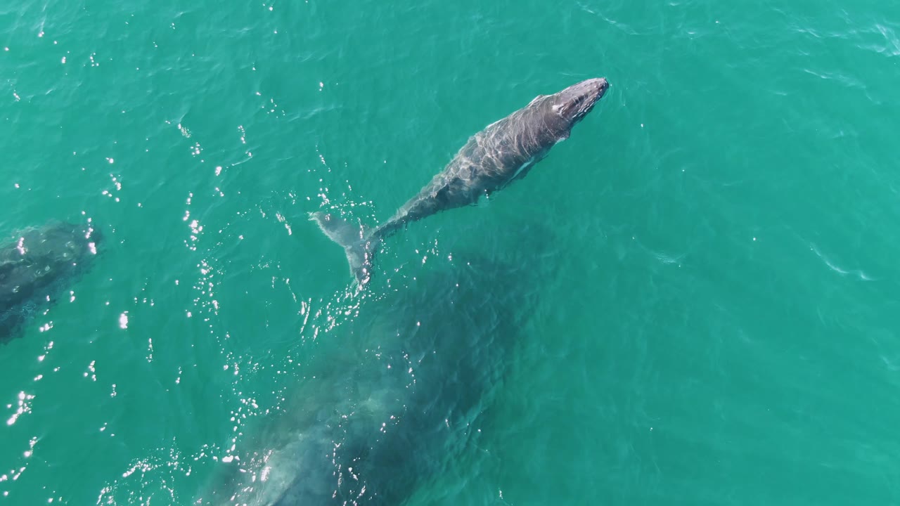 The whale appears near the upper right of the overhead frame at Punta Gorda Beach, Baja California Sur, while bright reflections mark the turquoise water and no people are visible.