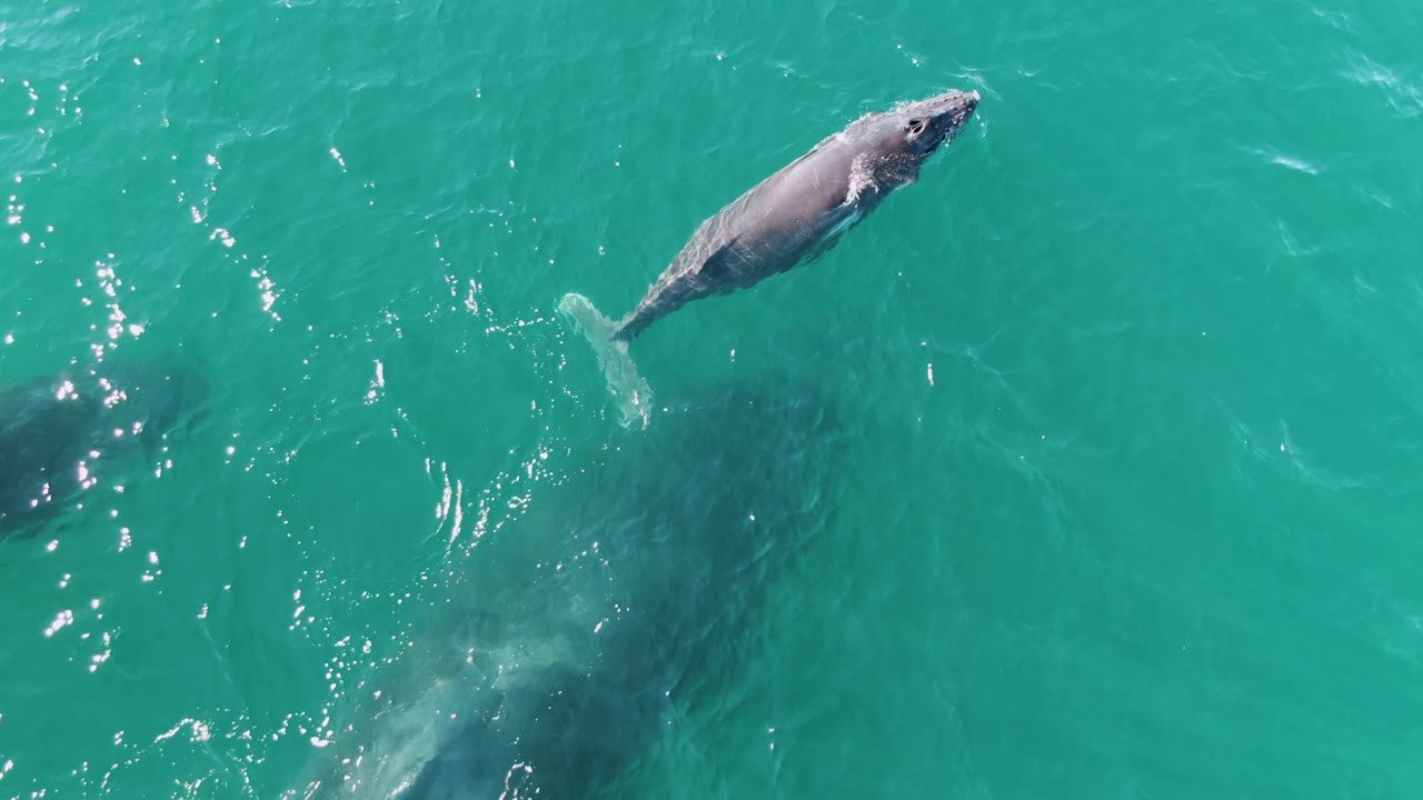 Overhead drone-style view of the whale angled through turquoise water at Punta Gorda Beach, Baja California Sur, with its body and tail clear and no visible people.