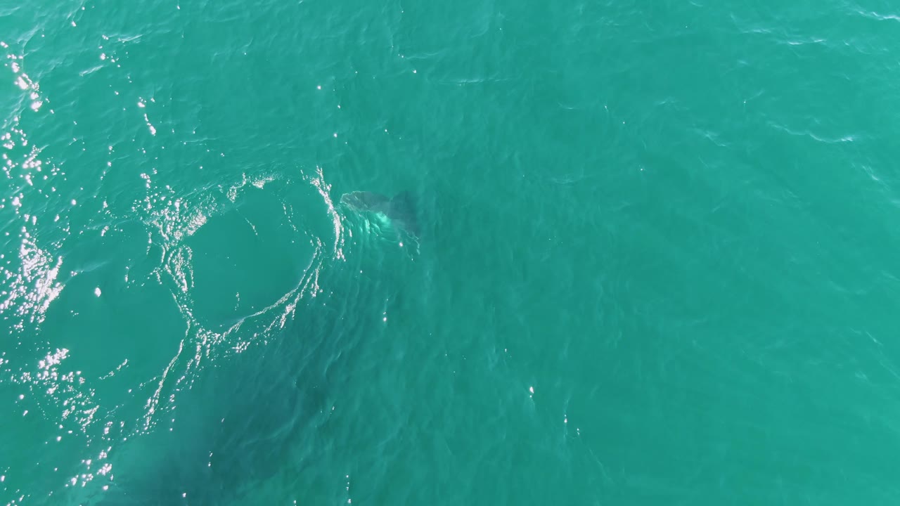 Top-down view of turquoise ocean at Punta Gorda Beach, Mexico, with a pale whale shape under the surface, white splash marks, sun glints, and no visible people.