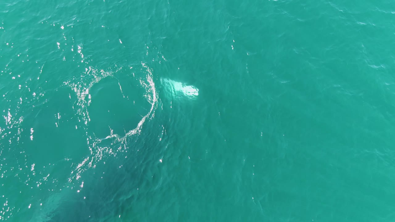 Aerial frame from Punta Gorda Beach, Mexico, showing a faint whale form beneath turquoise water with a loose ring of white ripples and no visible people.
