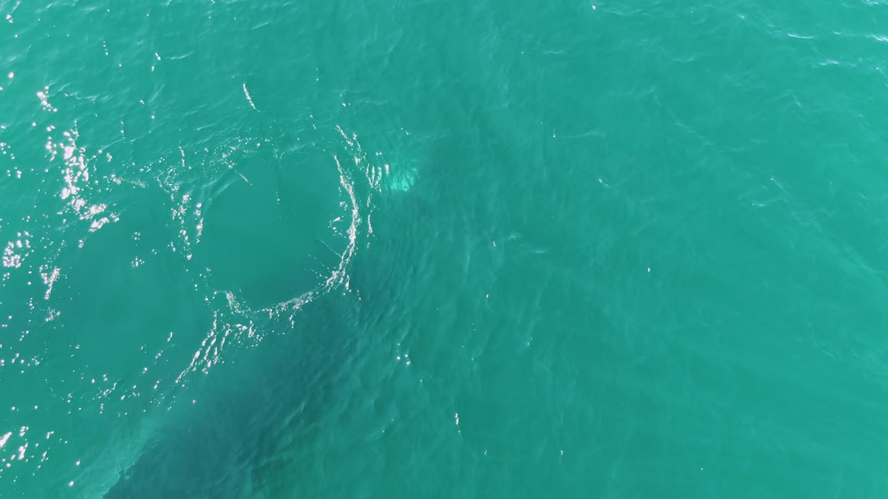 Top-down Punta Gorda Beach ocean frame with circular ripples, scattered sun sparkle, a faint underwater whale shape, and no visible people.