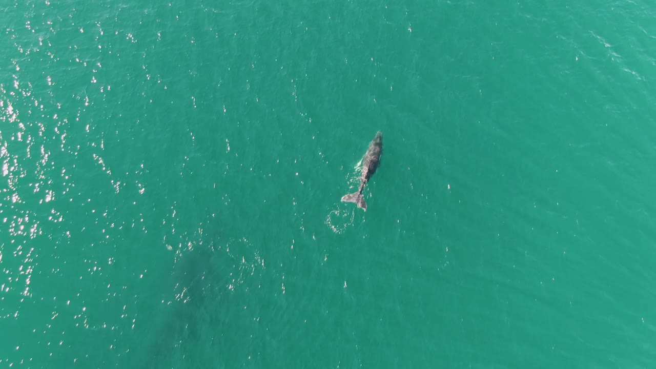Overhead view of a whale near the upper-left area of clear turquoise water at Punta Gorda Beach, Baja California Sur, with sun flecks on the surface and no visible people.