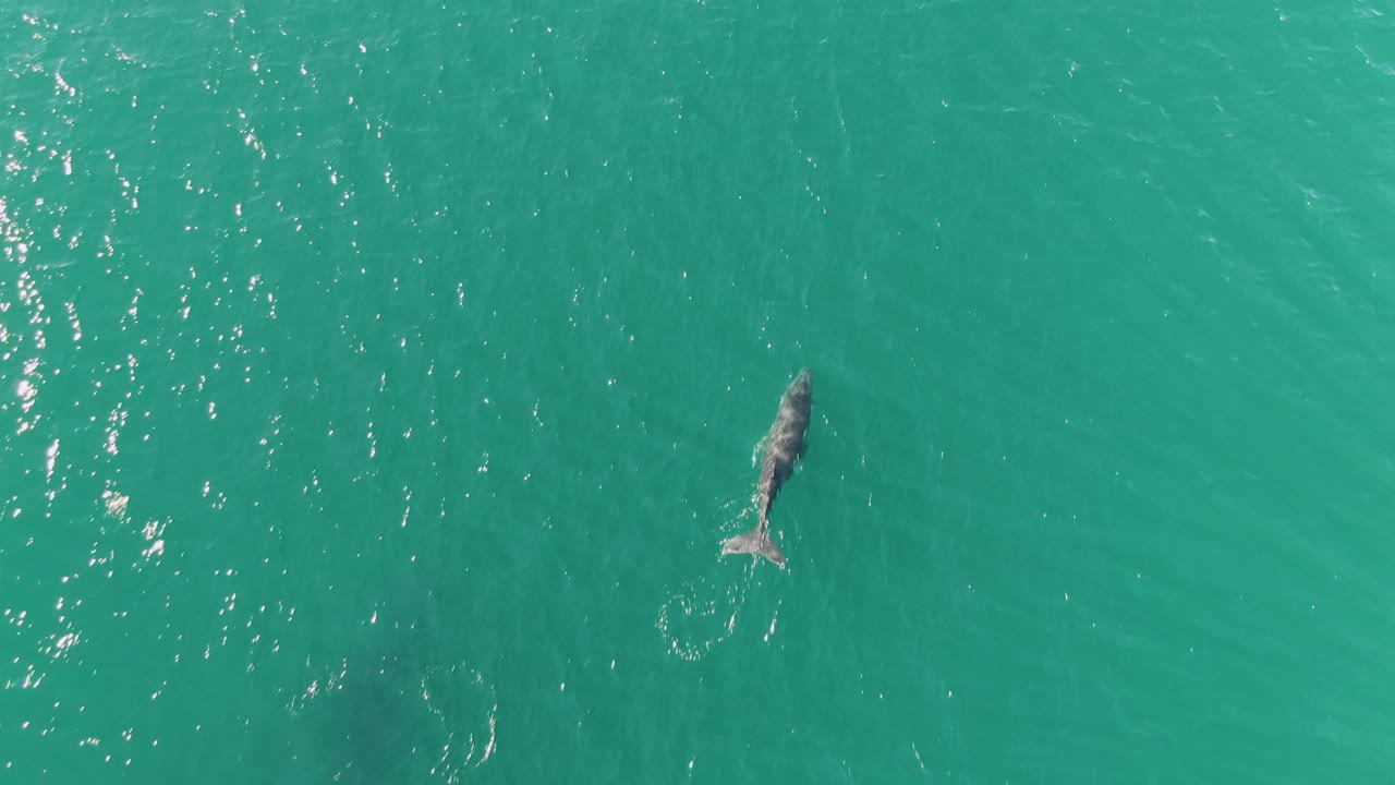 A whale appears closer to the center of the overhead frame in clear turquoise ocean at Punta Gorda Beach, Baja California Sur, with a small trail of disturbed water behind it and no visible people.