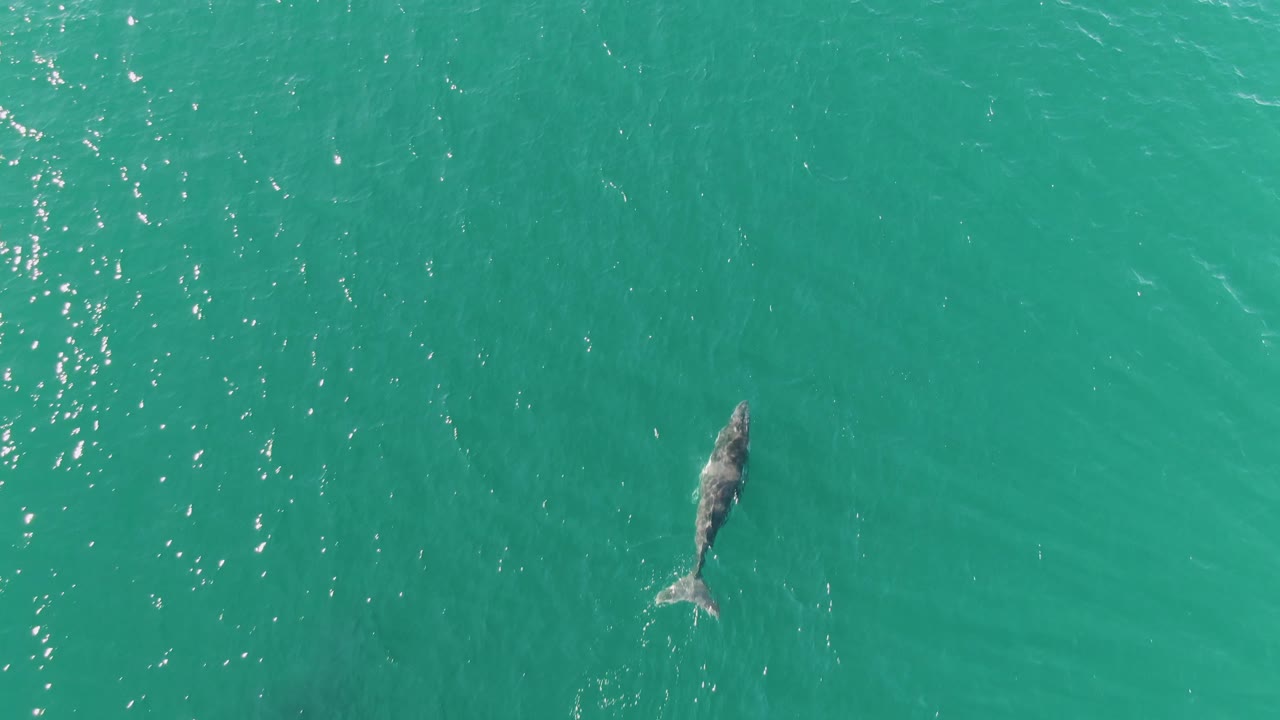 The whale sits toward the right side of the aerial frame at Punta Gorda Beach, Baja California Sur, surrounded by open turquoise water, scattered sun sparkle, and no visible people.