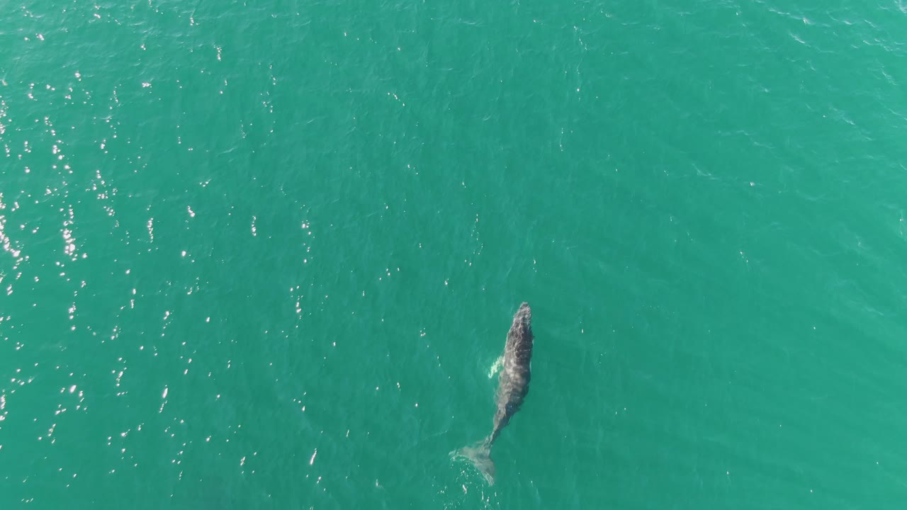 Whale lower in frame against turquoise ocean.