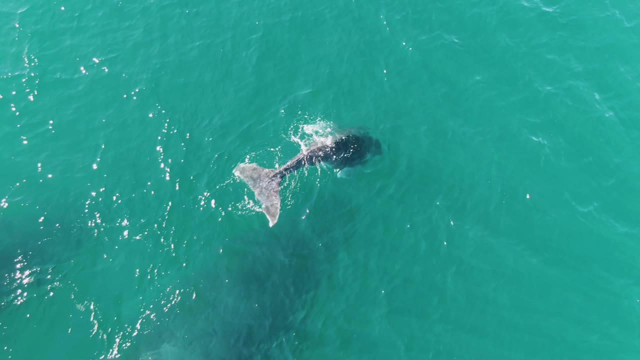 Whale tail breaking the turquoise ocean surface