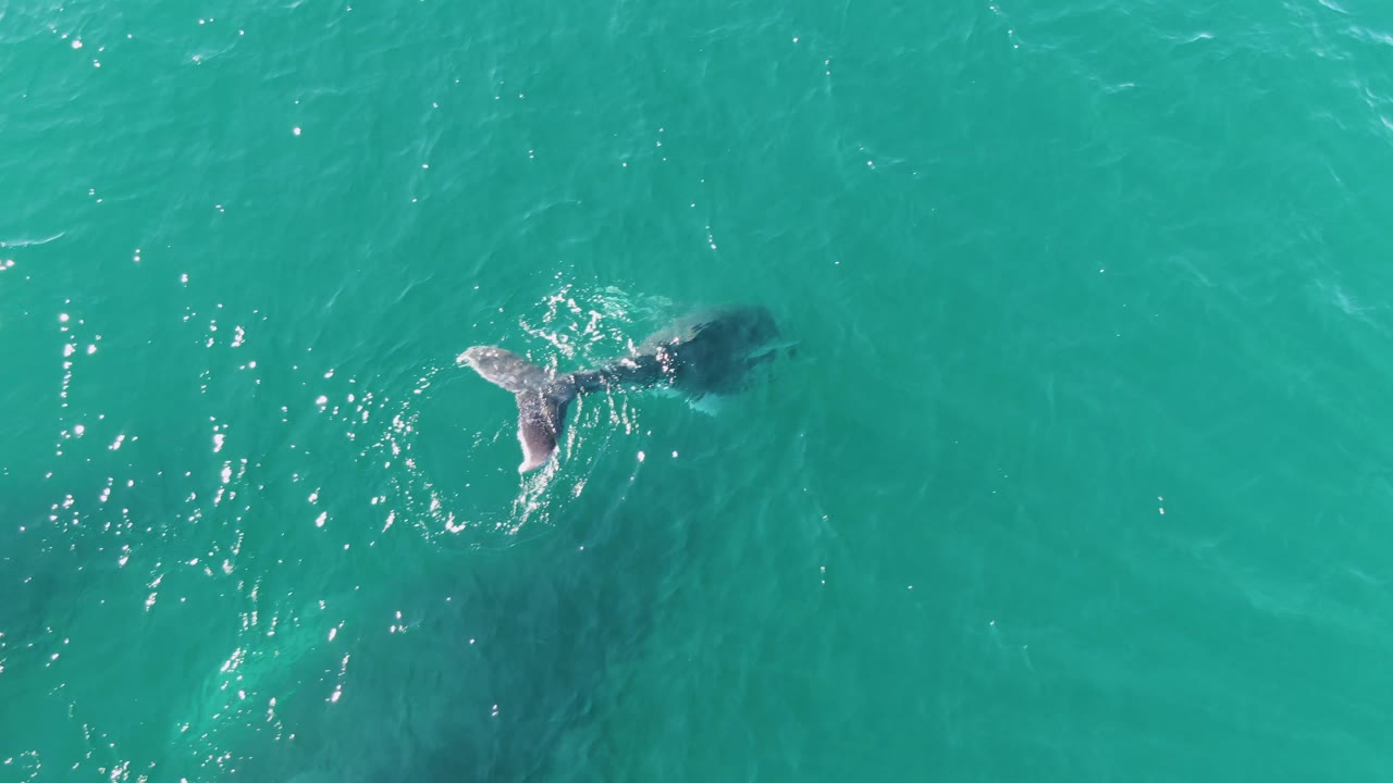Overhead aerial frame from Punta Gorda Beach, Baja California Sur, Mexico, with the whale fluke partly submerged, a dark body shape below the surface, bright water highlights, and no visible people.
