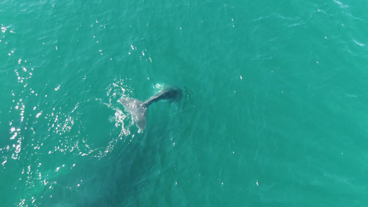 Overhead view at Punta Gorda Beach, Baja California Sur, Mexico, showing the whale tail nearly under the turquoise surface with white splash trailing behind and no visible people.