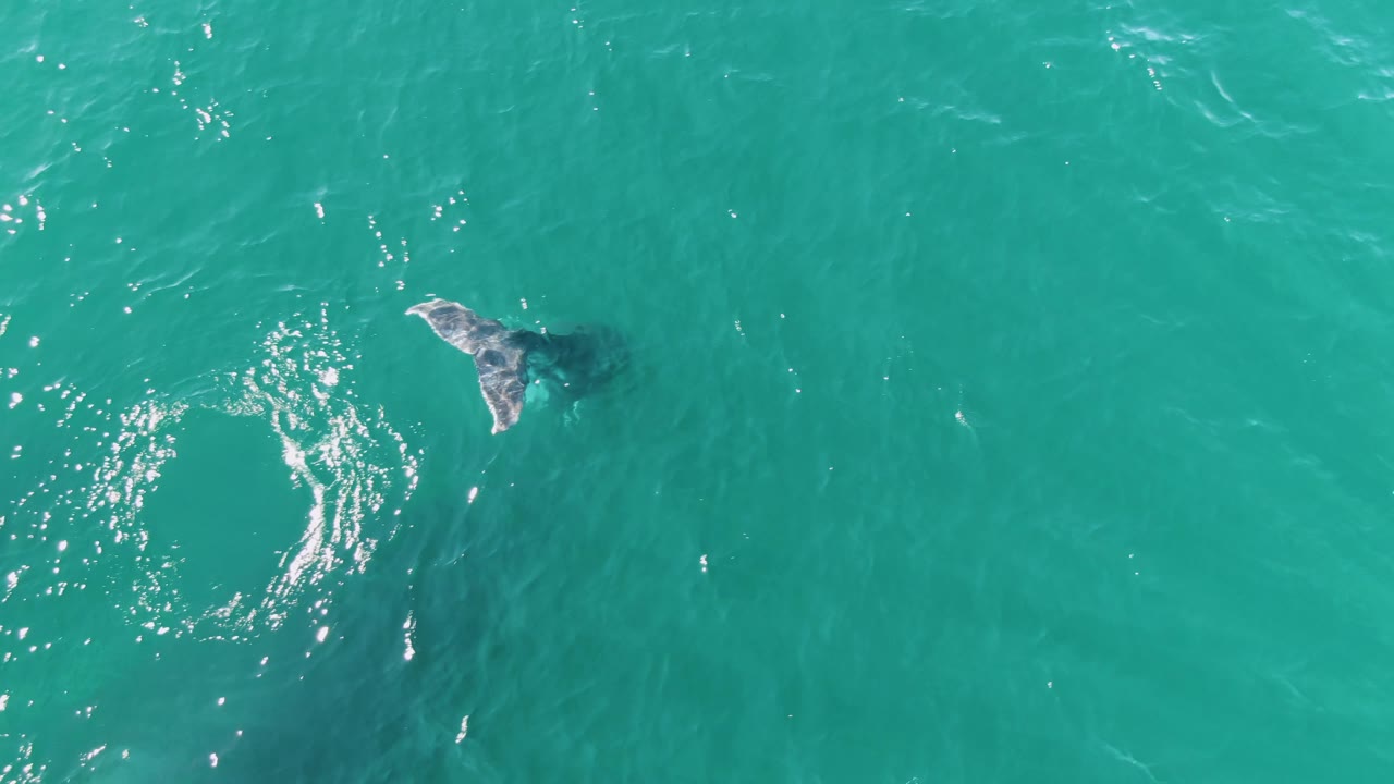 Overhead frame from Punta Gorda Beach, Baja California Sur, Mexico, with a whale fluke partly visible beside a widening circular ripple in turquoise water and no visible people.
