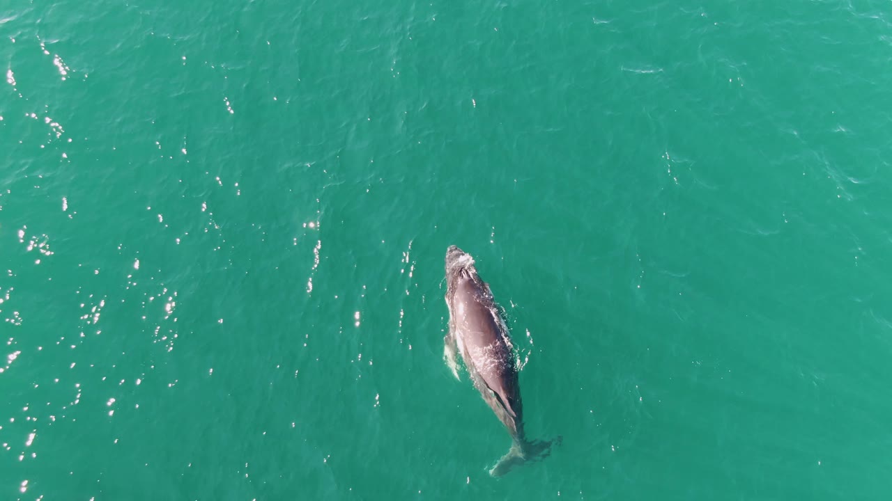 Overhead view of a whale near the surface in turquoise ocean water at Punta Gorda Beach, Baja California Sur, with no visible people.