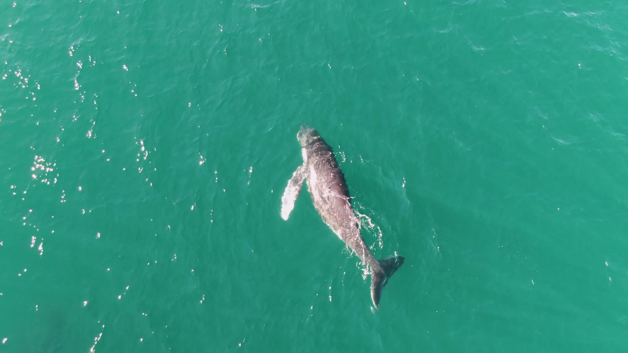 Top-down view of the whale farther across the turquoise ocean at Punta Gorda Beach, with its tail and back visible and no shoreline or people in frame.