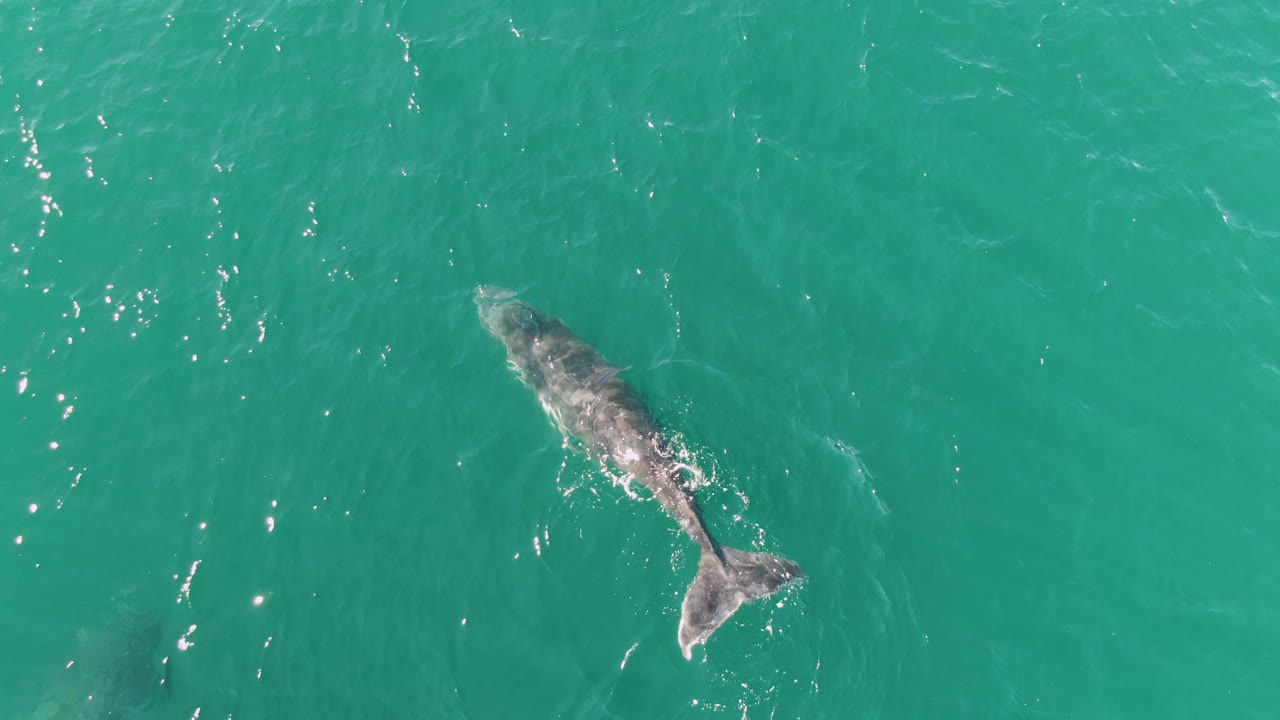 Overhead view of a gray whale near the surface in turquoise water at Punta Gorda Beach, Baja California Sur, with sun glints and no visible people.