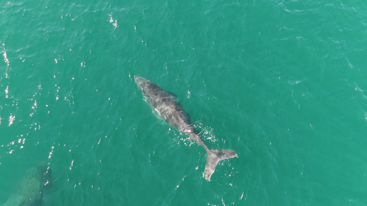 A gray whale continues through clear turquoise ocean water at Punta Gorda Beach, Baja California Sur, with its tail and mottled back visible and no visible people.