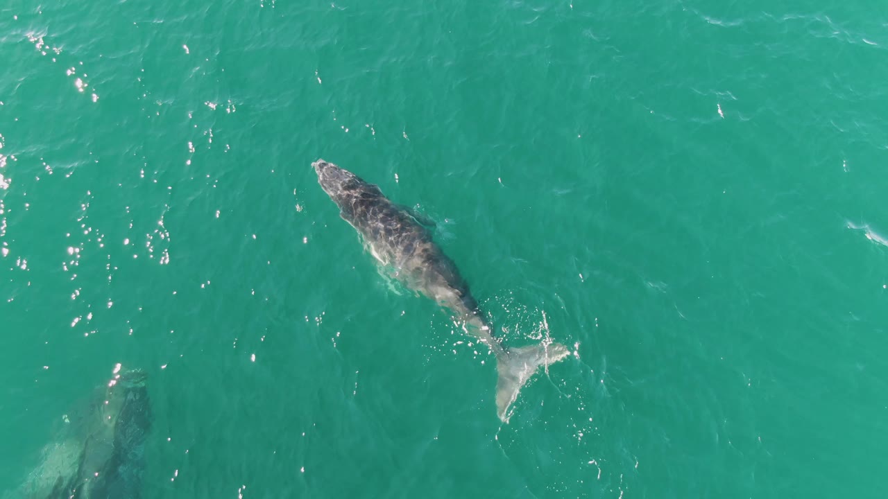 The lead gray whale swims near the surface while a second whale shape is faintly visible deeper in turquoise water at Punta Gorda Beach, Baja California Sur, with no visible people.