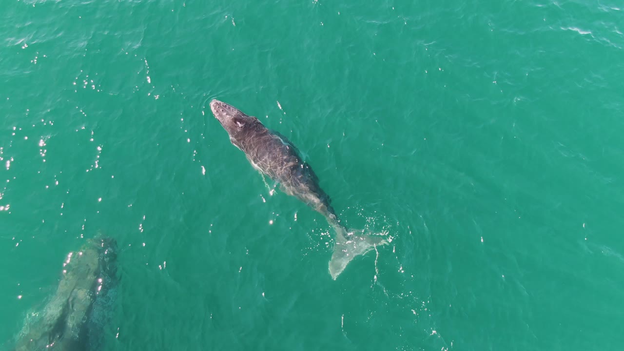 Gray whale angled through turquoise ocean water with another whale partly visible below.