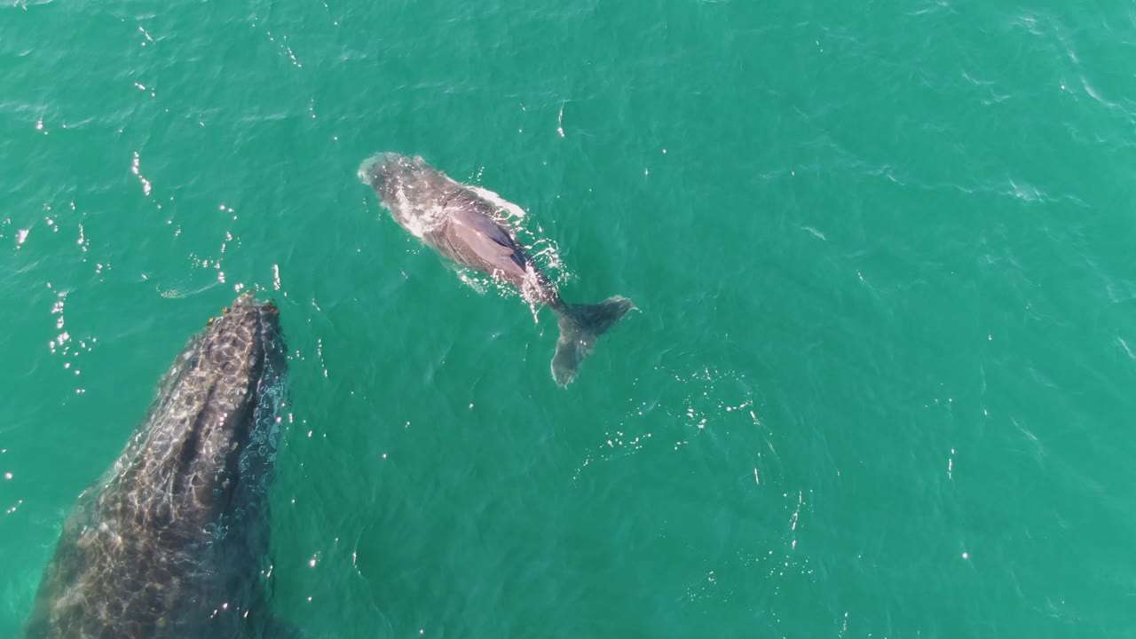 Adult humpback whale and calf swimming in turquoise ocean water.