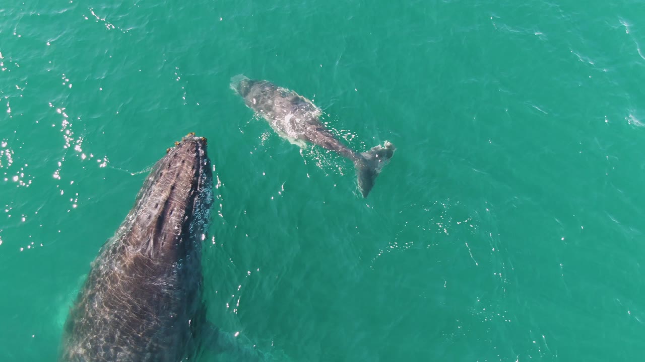 Overhead drone view at Punta Gorda Beach, Baja California Sur, Mexico, with the adult humpback whale larger in frame and the calf swimming nearby through turquoise water, no visible people.