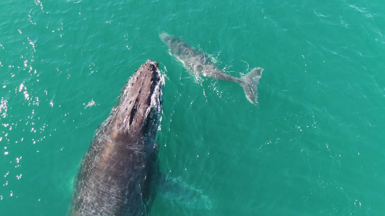 At Punta Gorda Beach, Baja California Sur, Mexico, the adult humpback whale reaches the surface while the calf remains nearby in the turquoise ocean, with no visible people.