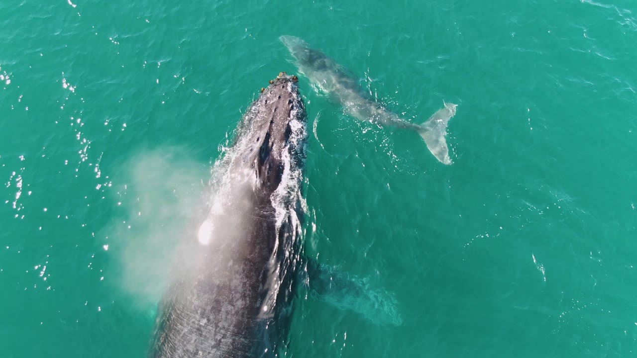 Overhead frame from Punta Gorda Beach, Baja California Sur, Mexico, showing the adult humpback whale exhaling a white spout while the calf swims nearby, no visible people.