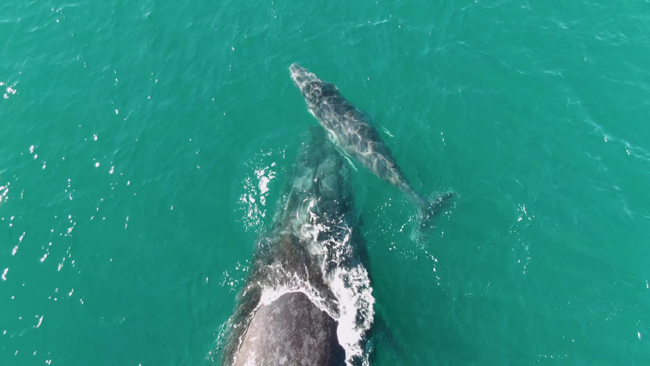 Adult whale and calf near the surface in turquoise ocean water.