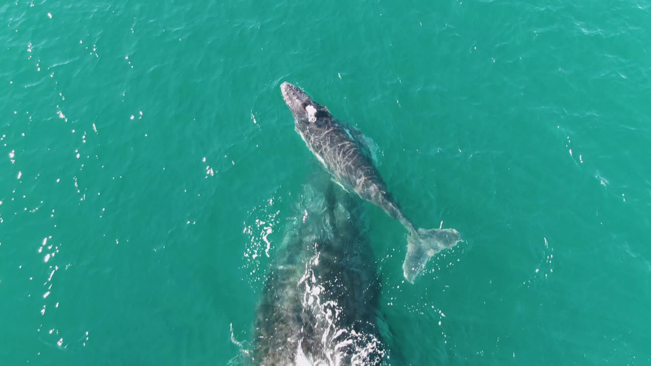 Aerial frame from Punta Gorda Beach, Baja California Sur, Mexico, with the calf centered above the darker adult whale shadow and bright surface highlights, with no visible people.