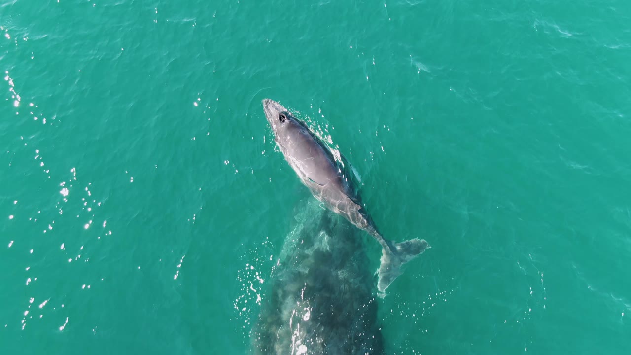 Overhead view at Punta Gorda Beach, Baja California Sur, Mexico, showing the calf near the upper right of the adult whale with small white water marks around its body and no visible people.