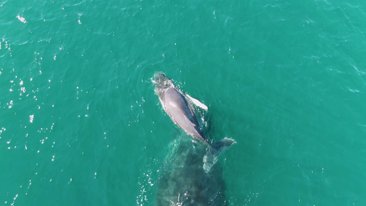 At Punta Gorda Beach, Baja California Sur, Mexico, the calf appears angled across the top of the adult whale while open turquoise water fills the frame and no people are visible.