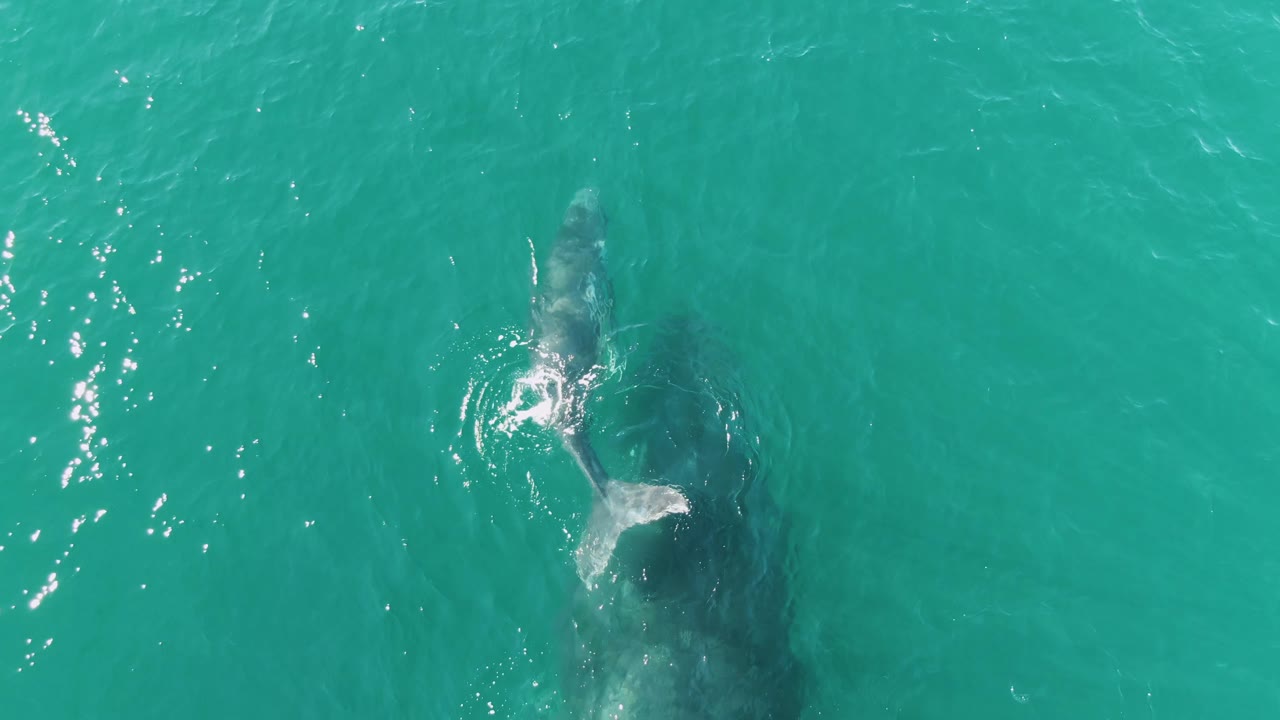 Overhead view at Punta Gorda Beach, Baja California Sur, showing a large whale and calf just below turquoise water with the calf tail bright near the surface and no visible people.