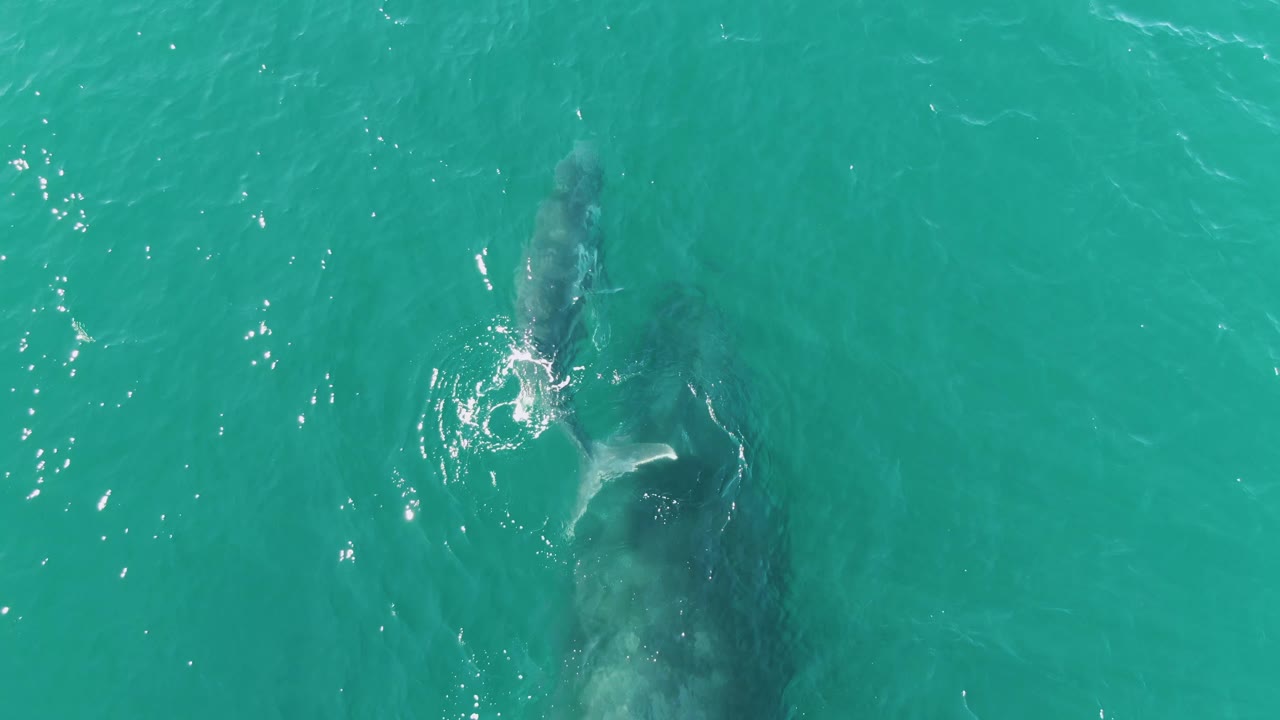 Whale and calf swimming under clear turquoise water