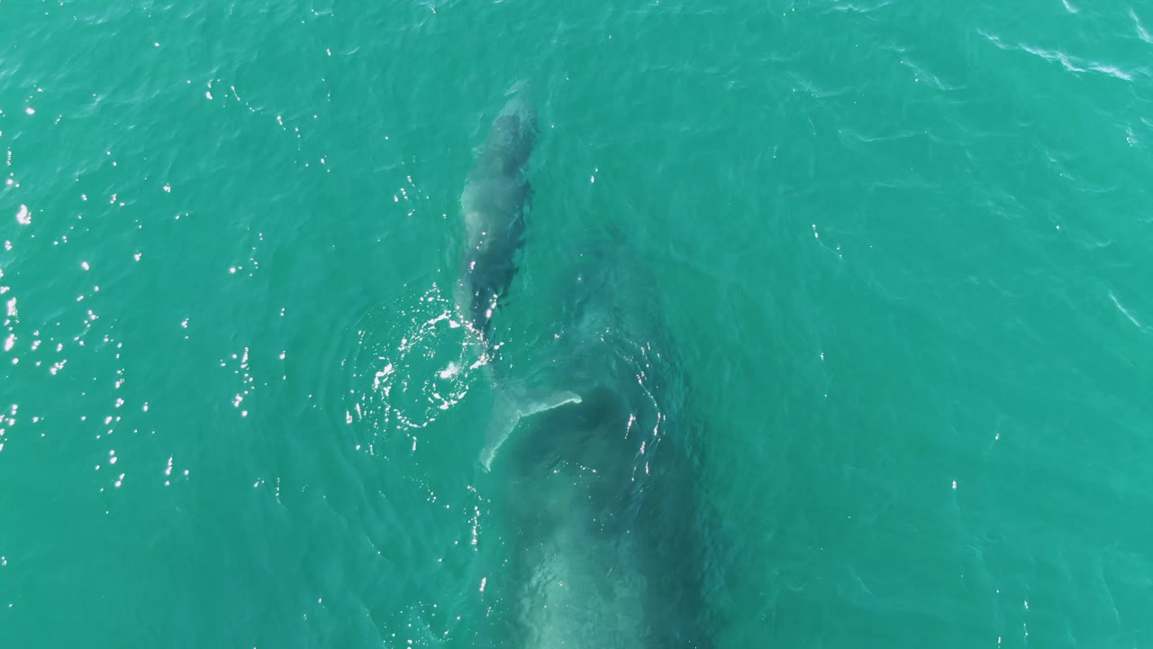 Over Punta Gorda Beach waters, the calf's pale tail breaks close to the surface beside the darker shape of the larger whale, with small bright ripples and no visible people.