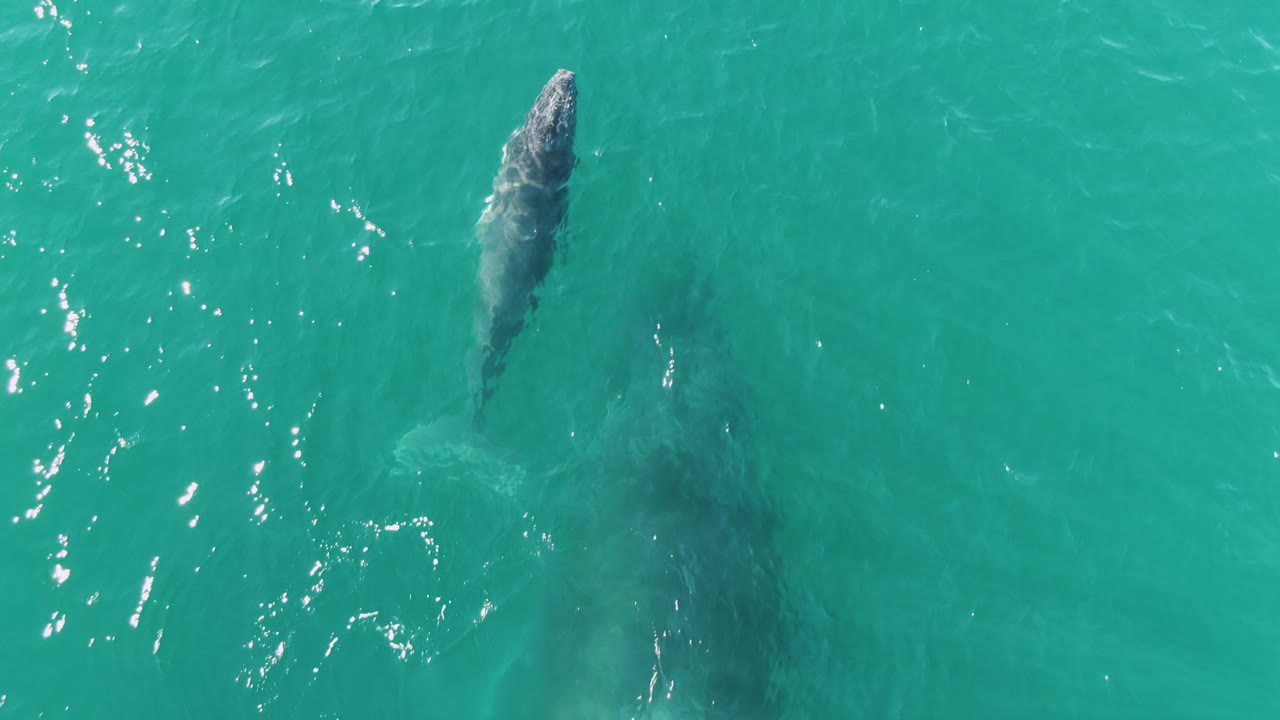 Gray whale beneath turquoise ocean water from overhead