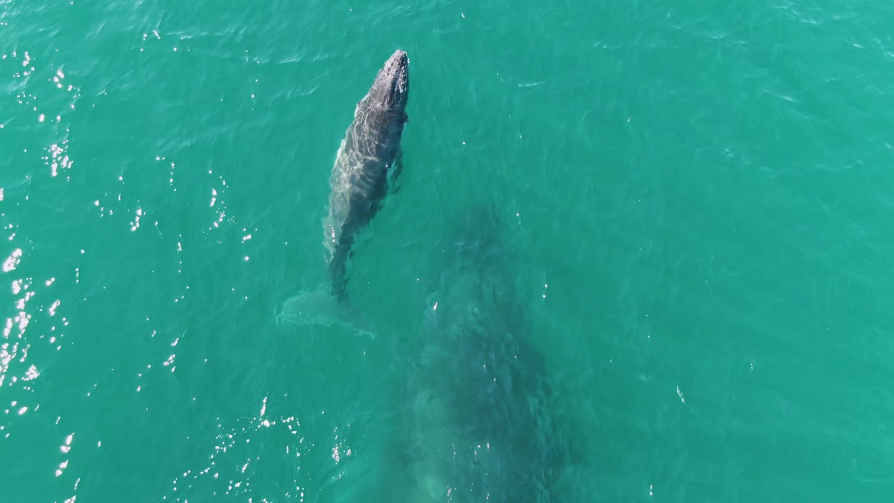 Aerial frame of the whale continuing through clear turquoise water at Punta Gorda Beach, Baja California Sur, with bright ripples beside the animal and no visible people.