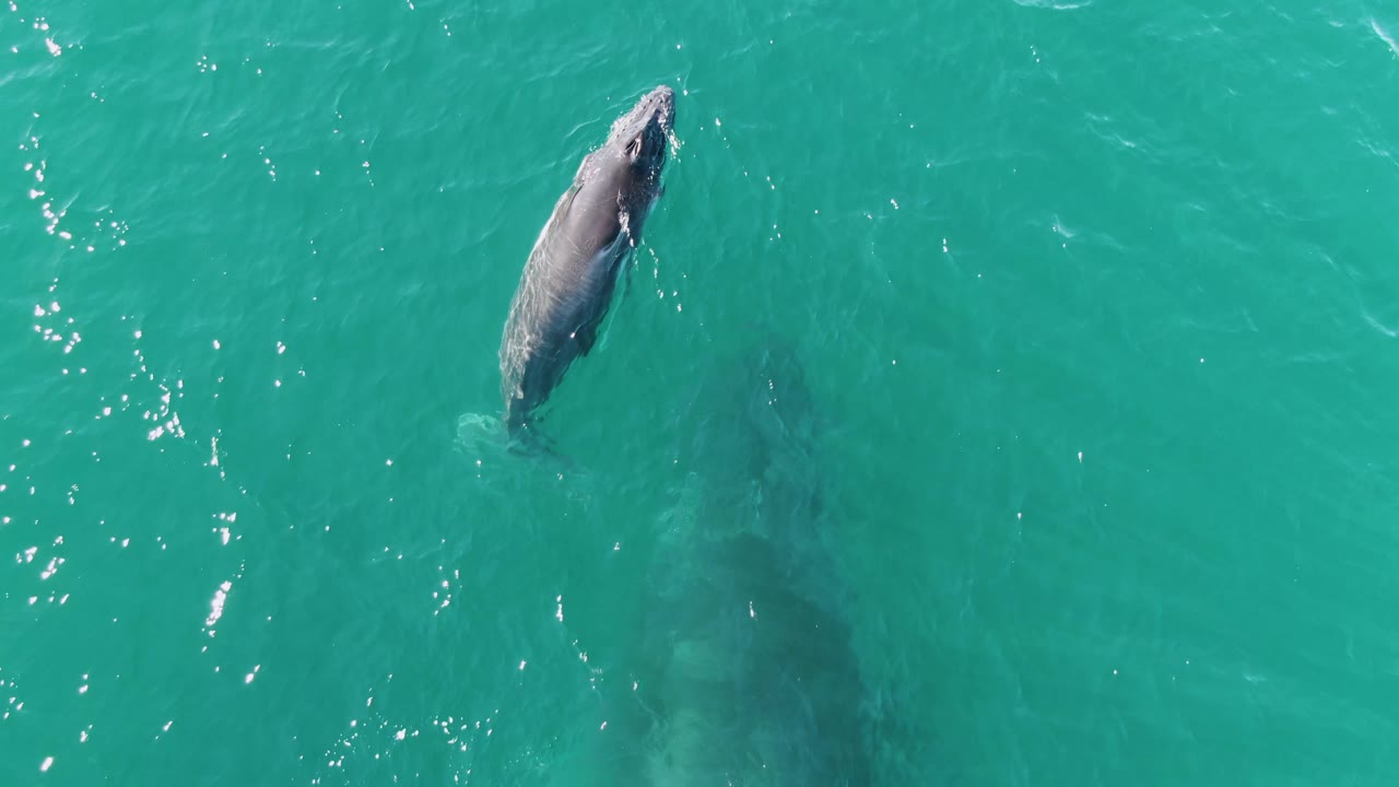 The whale appears closer to the upper right of the aerial frame in turquoise water off Punta Gorda Beach, Baja California Sur, with its back catching light and no visible people.