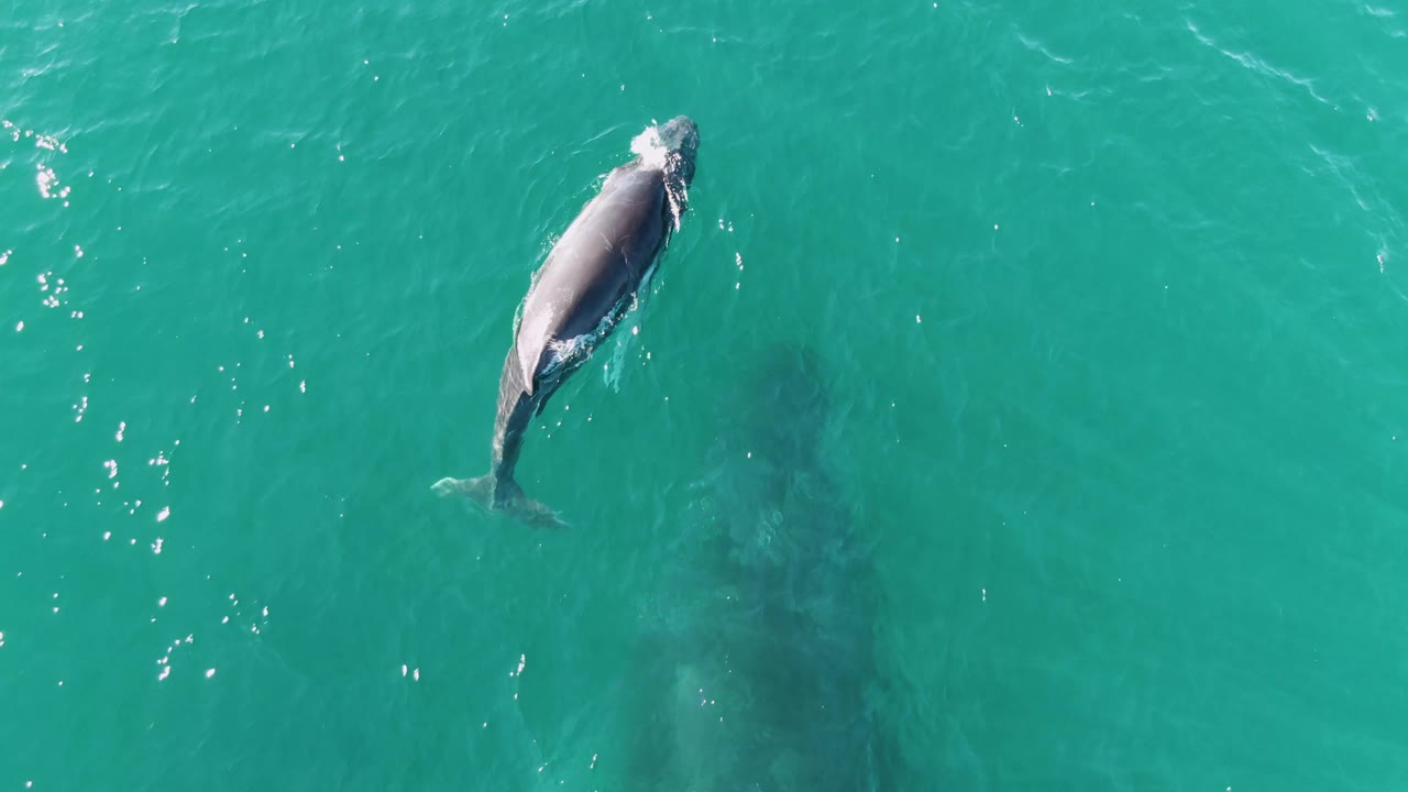 Aerial view of the whale angled across turquoise water at Punta Gorda Beach, Baja California Sur, with the tail area faintly visible below the surface and no visible people.