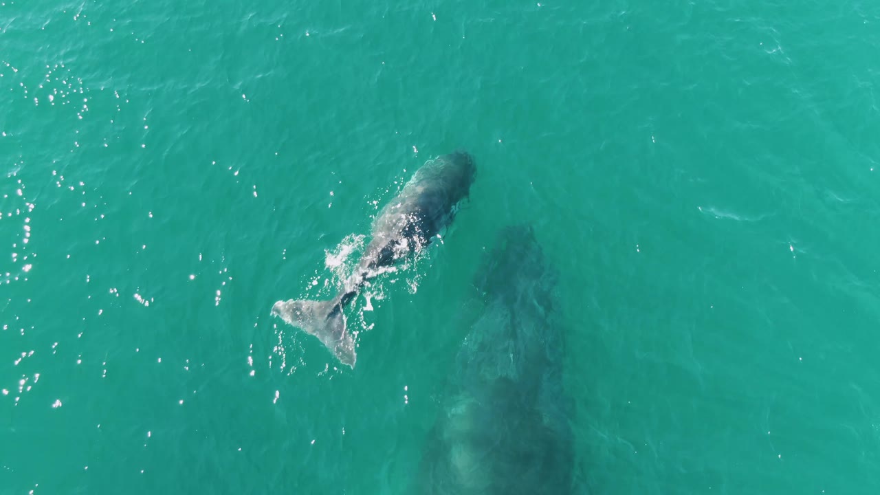 At Punta Gorda Beach in Baja California Sur, a whale calf swims near the surface above a larger submerged adult whale in turquoise water, with no visible people.