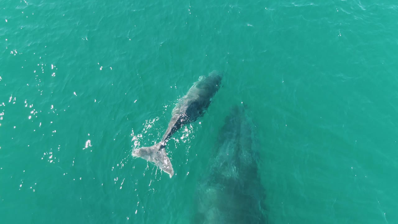 At Punta Gorda Beach in Baja California Sur, the whale calf's tail creates a small white splash while the larger adult whale remains visible as a dark form below, with no visible people.