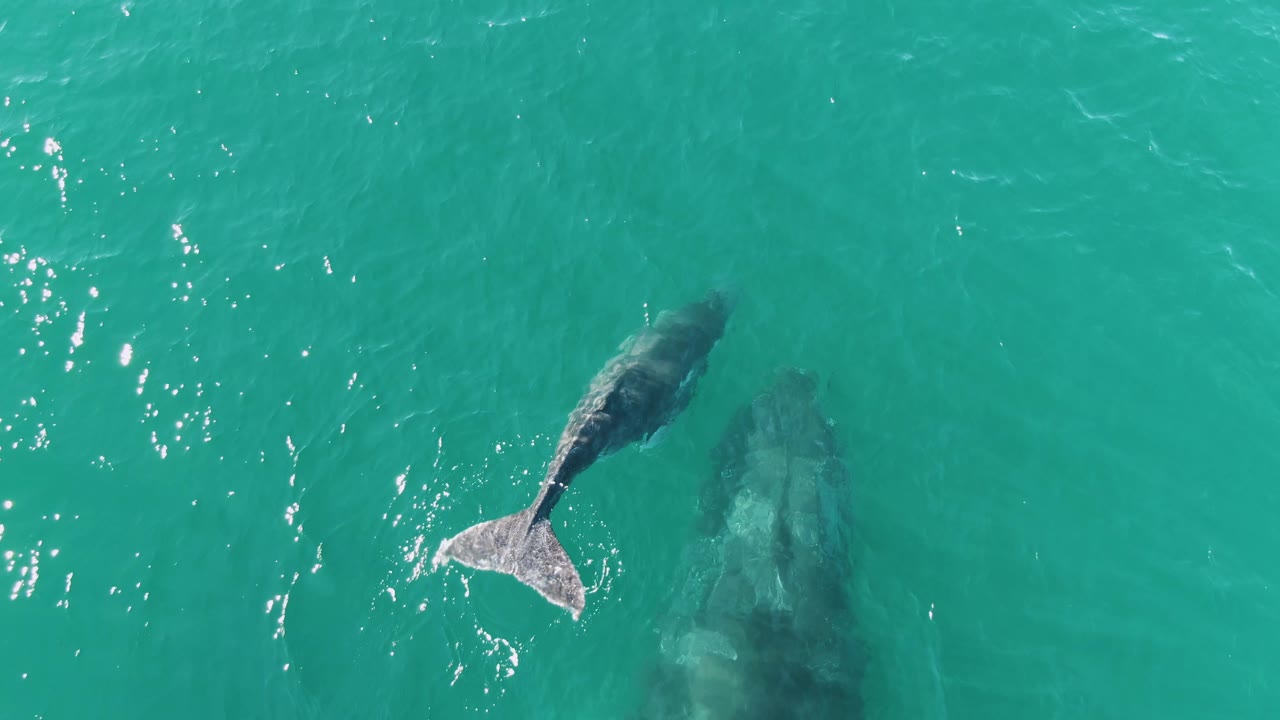 Whale calf angled near submerged adult whale