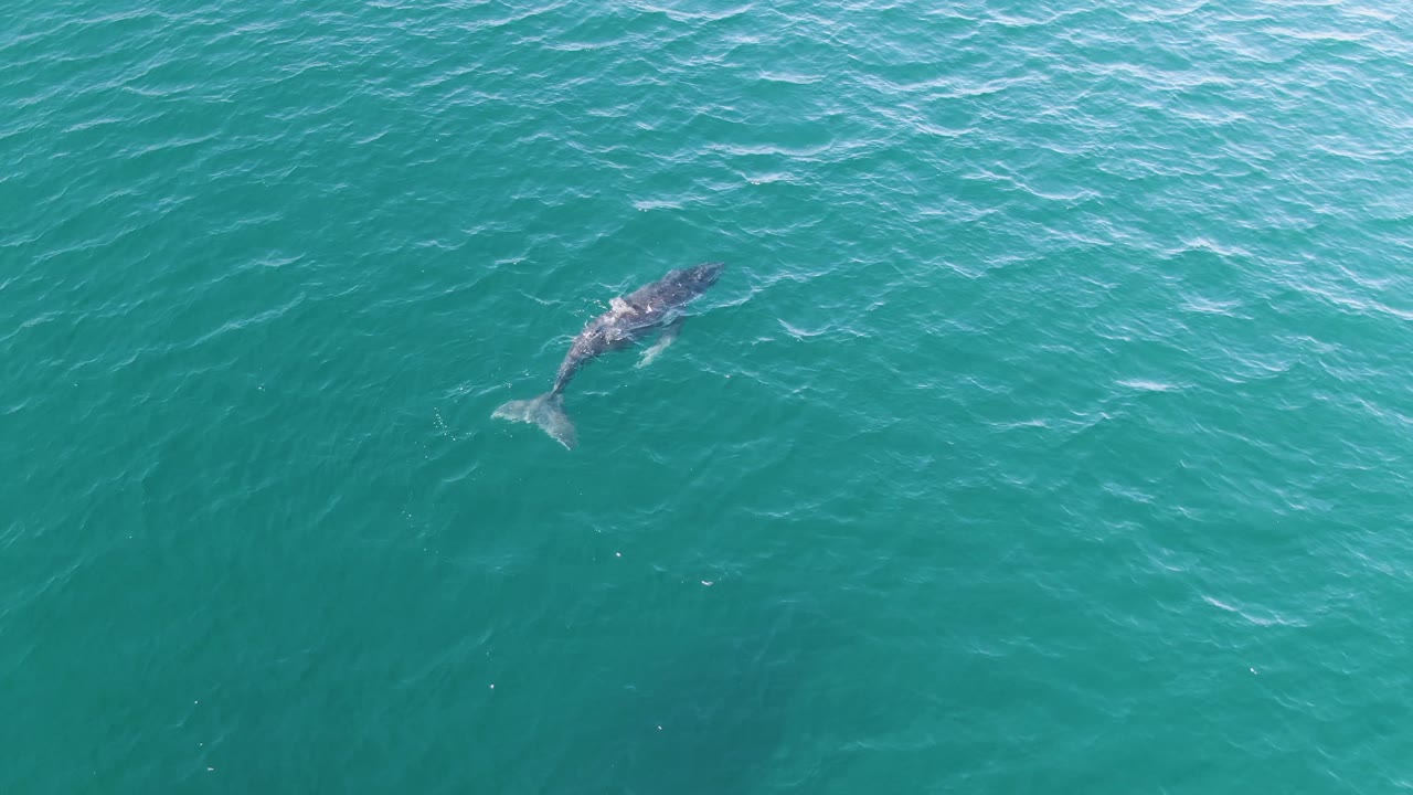 A whale is visible near the surface of turquoise water at Punta Gorda Beach, Baja California Sur, with small ripples around it and no visible people.